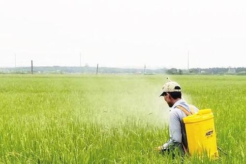 Chủ động phòng trừ sâu bệnh, bảo vệ lúa mùa