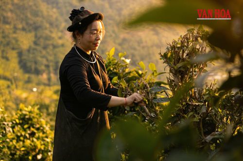 Kỳ 2 - Giữ hồn chè Shan tuyết cổ giữa vùng núi ở Thái Nguyên