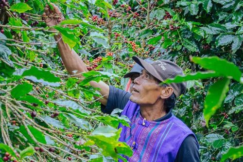 Hợp tác thúc đẩy thực hành môi trường, xã hội và quản trị trong ngành cà-phê