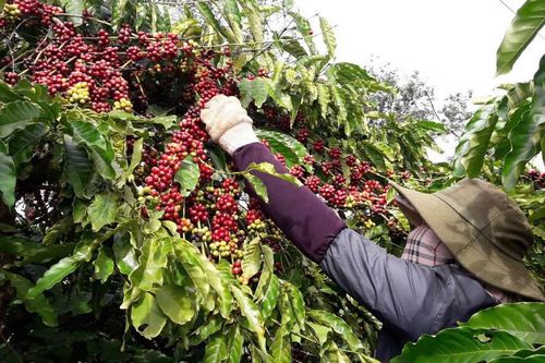 Cà phê Gia Lai chạy đua với EUDR