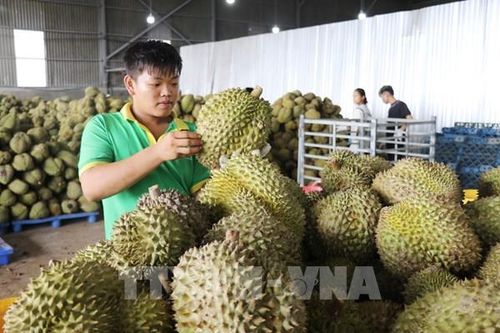 Siết chất lượng, minh bạch nguồn gốc sầu riêng xuất khẩu