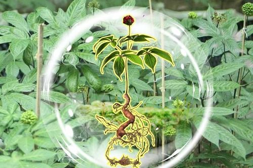 Đưa 'quốc bảo' Việt Nam vươn tầm
