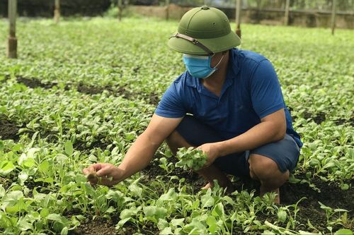 Nông nghiệp Thủ đô: Không chỉ xanh hơn mà phải giá trị hơn