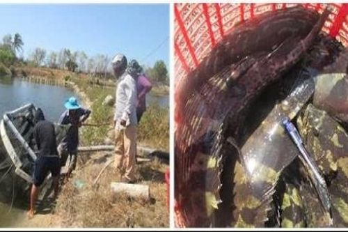Nuôi cá mú trân châu trong ao đất: Hiệu quả nhờ làm nhà trú ẩn