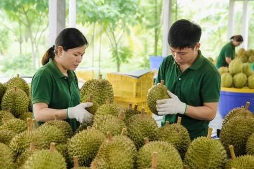 Mở rộng thị trường xuất khẩu nông sản là giải pháp cốt lõi