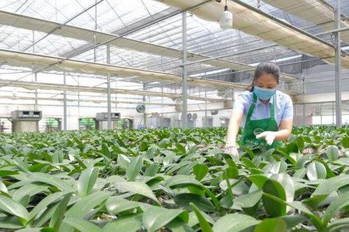 Hà Nội phấn đấu đến năm 2030, thu nhập khu vực nông thôn đạt 135 triệu đồng/người/năm