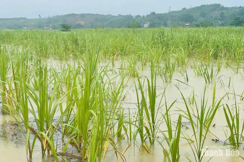 Toàn tỉnh còn hơn 148,1ha sản xuất nông nghiệp bị ngập