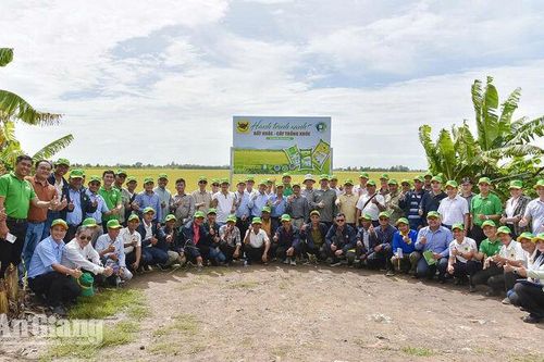 Nông dân Campuchia học kinh nghiệm canh tác lúa giảm phát thải tại An Giang