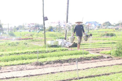 Phát triển nông nghiệp hữu cơ:Đưa cơ chế, chính sách đi vào thực tiễn