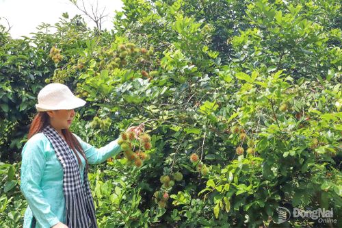 Khai thác thương hiệu đặc sản trái cây làm du lịch vườn