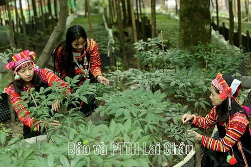 Sâm Lai Châu - Tiềm năng và cơ hội