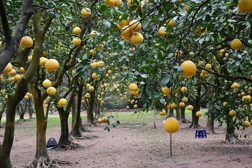Phát triển nông nghiệp Thủ đô theo hướng sinh thái, hiện đại, ứng dụng công nghệ cao