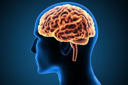 Não không được 'lập trình' để đọc sách?