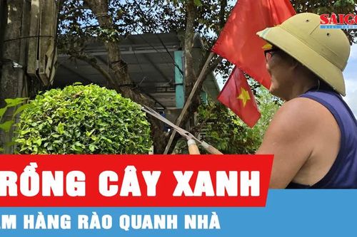 Xanh mướt hàng rào chè tàu ở Minh Hóa, Quảng Trị