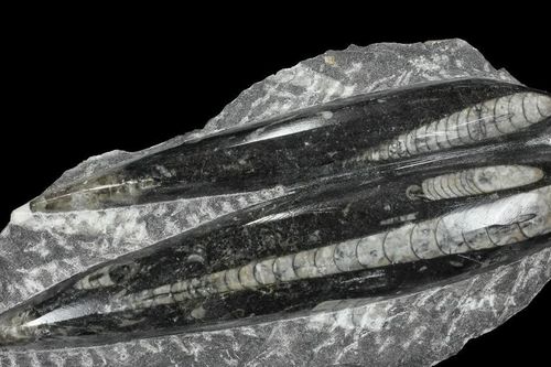 Orthoceras- 'tàu ngầm sống' thống trị đại dương hơn 400 triệu năm trước