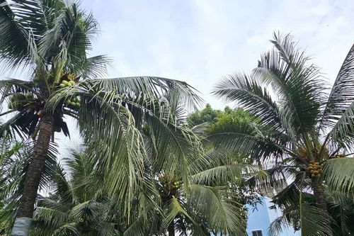 Nghi án chồng giết vợ rồi trèo lên cây dừa trốn
