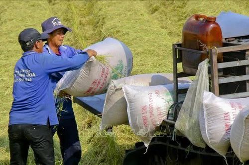 Giá lúa mỳ và gạo châu Á lập đỉnh nhiều năm, cà phê đi ngang