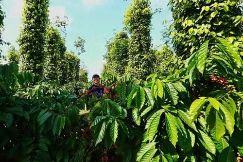 Cảnh báo ngộ nhận về khả năng chịu hạn của cà phê Robusta