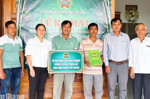 Nông dân phường Tịnh Biên liên kết trồng hơn 34ha tầm vông
