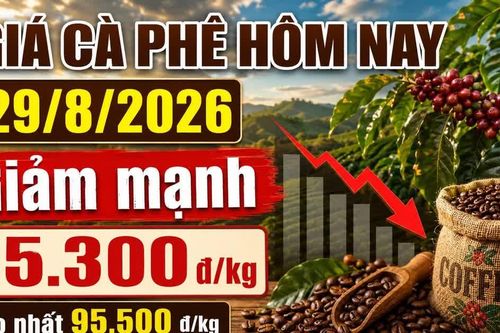 Giá cà phê hôm nay 29/8 giảm thêm 1.000 đồng/kg, Robusta tiếp tục đi xuống