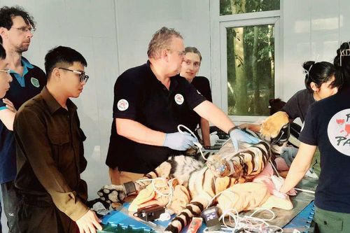 Cận cảnh chăm sóc khám sức khỏe 7 cá thể hổ được cứu hộ tại Vườn quốc gia Phong Nha - Kẻ Bàng