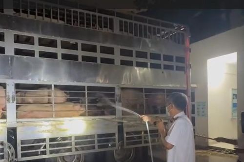 TP. Hồ Chí Minh: Tăng cường kiểm tra, giám sát dịch bệnh động vật và sử dụng chất cấm trong chăn nuôi