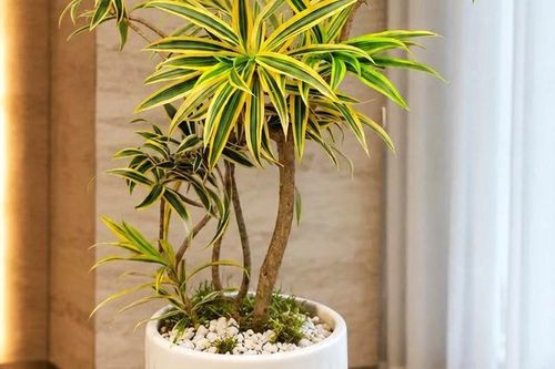 3 cây cảnh lá vàng vừa đẹp vừa hút tài lộc, được ví như 'cây mạ vàng' cho không gian sống