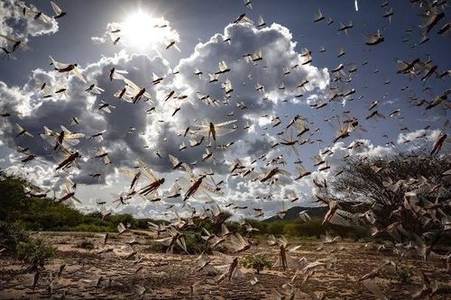 Biến đổi khí hậu và nạn châu chấu hoành hành suốt hai thiên niên kỷ