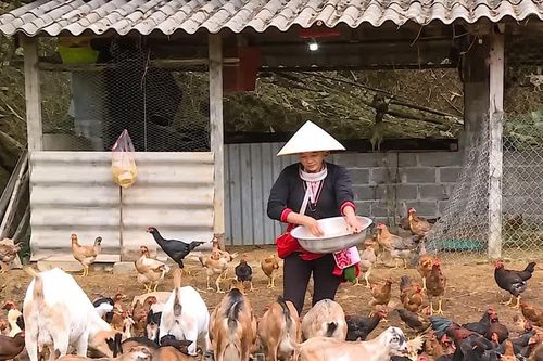 Giảm nghèo bền vững, tạo động lực phát triển vùng dân tộc thiểu số Phú Thọ