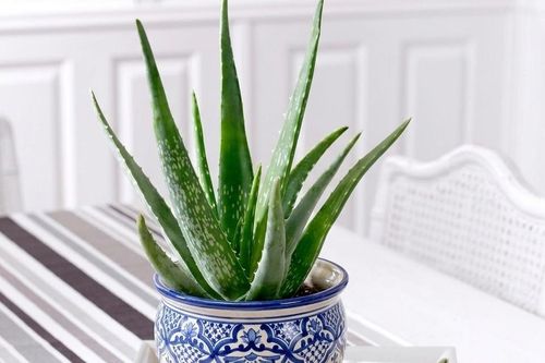 5 loại cây cảnh giúp khử mùi hôi, nhà ở luôn dễ chịu và thoáng mát