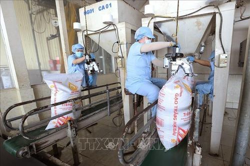 Xuất khẩu gạo đạt 2,91 tỷ USD, giá bắt đầu phục hồi