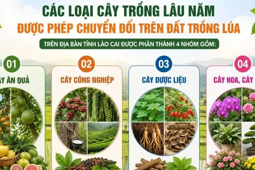 Danh mục cây trồng lâu năm được phép chuyển đổi trên đất trồng lúa trên địa bàn tỉnh Lào Cai
