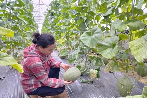 Nâng giá trị đất canh tác