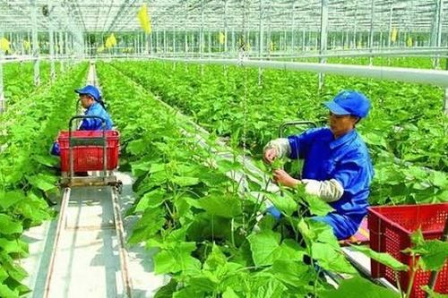 Hà Nội phấn đấu đi đầu về nông nghiệp công nghệ cao