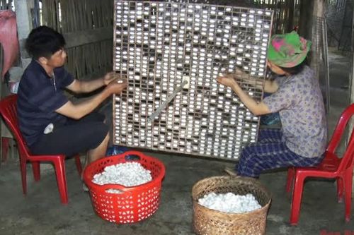 Hiệu quả mô hình trồng dâu, nuôi tằm
