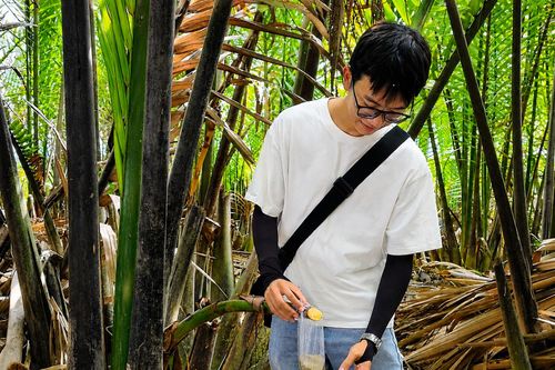 Mật ngọt từ cây dừa nước ven biển