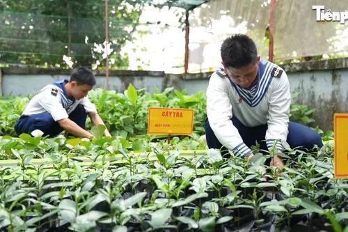 Lính trẻ vun đắp màu xanh giữa Trường Sa