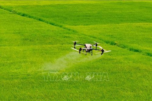 Cánh đồng lớn mở đường cho nông nghiệp hiện đại