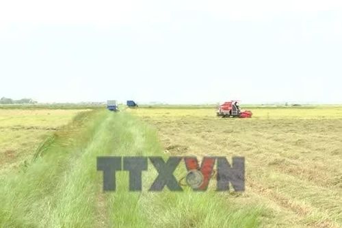 Quảng Trị đẩy nhanh thu hoạch lúa Hè Thu tránh thời tiết bất lợi
