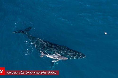 Khoảnh khắc hiếm có: Lần đầu tiên drone ghi lại cảnh cá voi lưng gù sinh con giữa đại dương