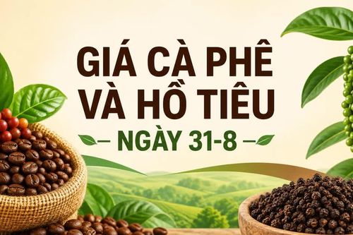 Giá cà phê, hồ tiêu ngày 31-8: Đi ngang sau phiên giảm mạnh
