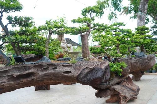 Mãn nhãn những 'đại cảnh' bonsai độc bản hội tụ tại Gia Lai