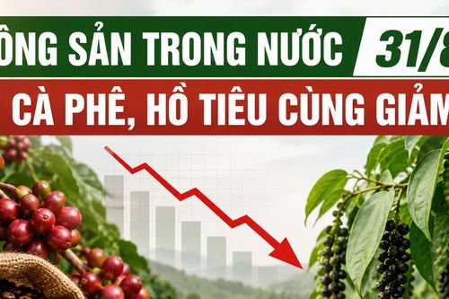 Nông sản trong nước 31/8: Cà phê, hồ tiêu cùng giảm trong tuần