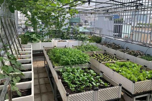 Muốn trồng rau ở ban công, đây là 4 dụng cụ làm vườn thông minh không nên bỏ qua