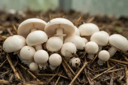 4 thực phẩm màu trắng quen thuộc, càng ăn đúng cách càng tốt cho sức khỏe