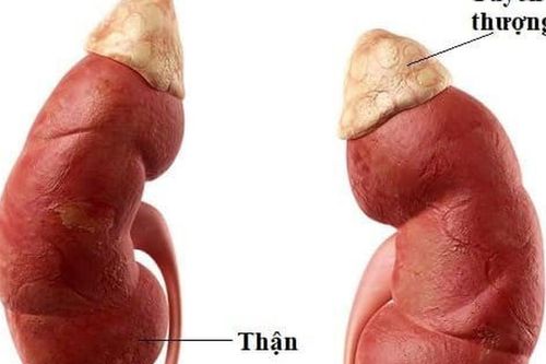Nhận biết sớm dấu hiệu suy tuyến thượng thận ở trẻ