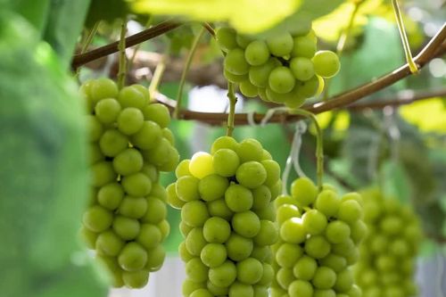 Nho mẫu đơn Trung Quốc mất giá: Diện tích trồng tăng hơn 10 lần