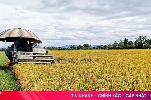 Lúa hữu cơ được giá, nông dân Gia Hanh phấn khởi