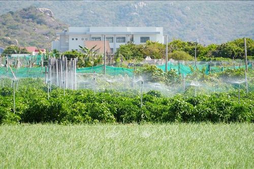 Vượt hạn hán từ công nghệ cao và tư duy chuỗi giá trị