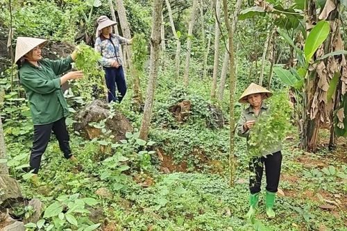 Cây dược liệu đánh thức tiềm năng kinh tế vùng núi xứ Thanh